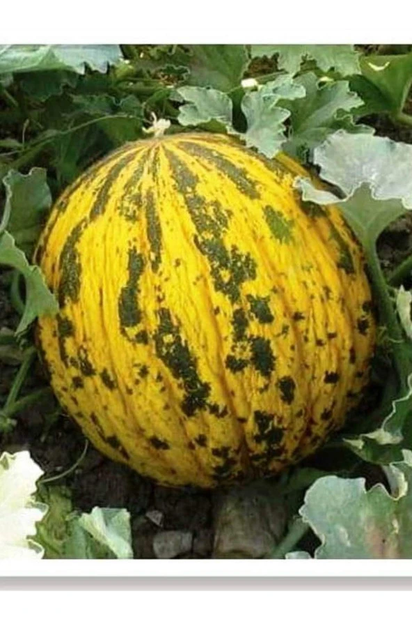 AGRODAL TARIM Ata Tohumu Yerli Kavun Dalaman Kavunu 100 Adet Doğal Tohum ürün görseli