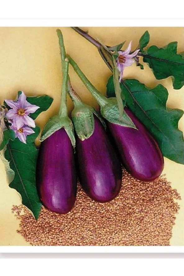 AGRODAL TARIM Ata Tohumu Yerli Antep Patlıcanı 100 Adet Doğal Tohum ürün görseli