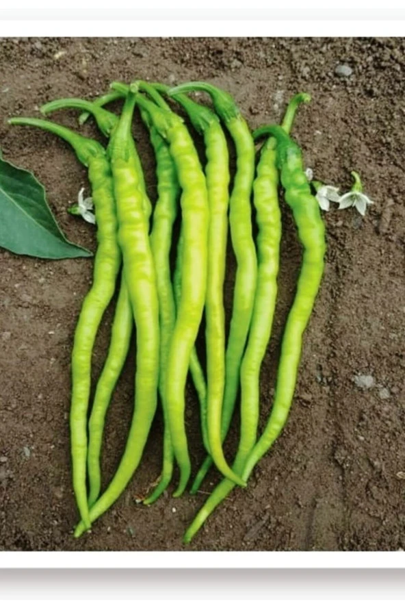 AGRODAL TARIM Ata Tohumu Yerli Doğal Sivri Biber Acı Kıl 1000 Adet Tohum ürün görseli