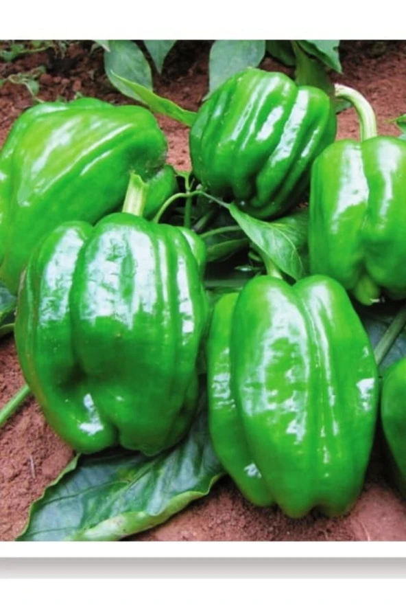 AGRODAL TARIM Ata Tohumu Yöresel Yerli Doğal Acı Dolma Biber Antep 1000 Adet Tohum ürün görseli