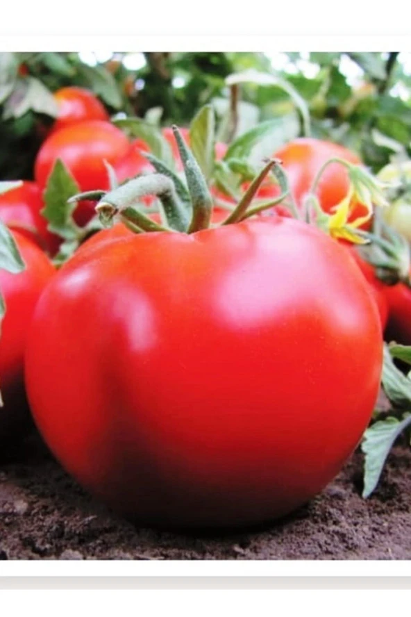 AGRODAL TARIM Ata Tohumu Yerli Doğal Oturak Sofralık Domates 1000 Adet Tohum ürün görseli