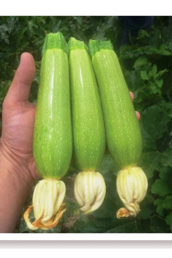 AGRODAL TARIM Ata Tohumu Yerli Doğal Aşlık Dolma Kabak Tohumu 20 Adet Tohum ürün görseli