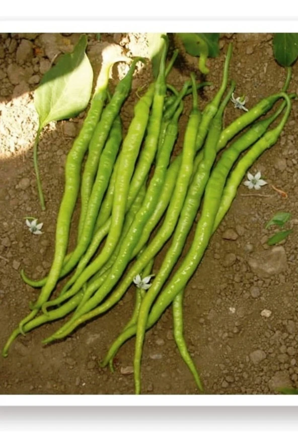 AGRODAL TARIM Ata Tohumu Yöresel Yerli Doğal Tatlı Kıl Sivri Biber 1000 Adet Tohum ürün görseli