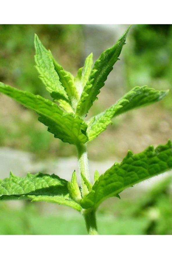 AGRODAL TARIM Yerli Anadolu Nanesi Tohum 0.1 gr - 3