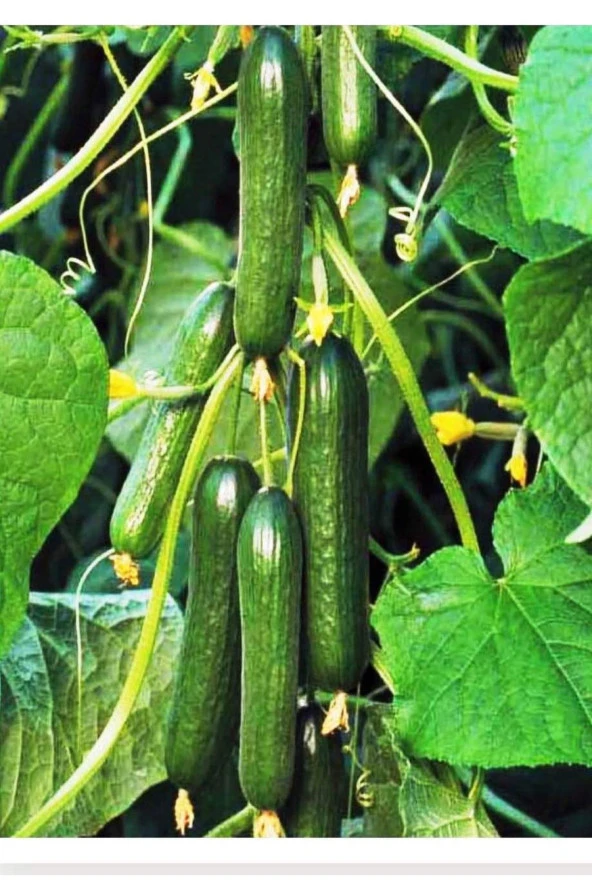 AGRODAL TARIM Hibrit Asma Taze Hıyar Salatalık Pugar-f1 10 Adet Tohum ürün görseli