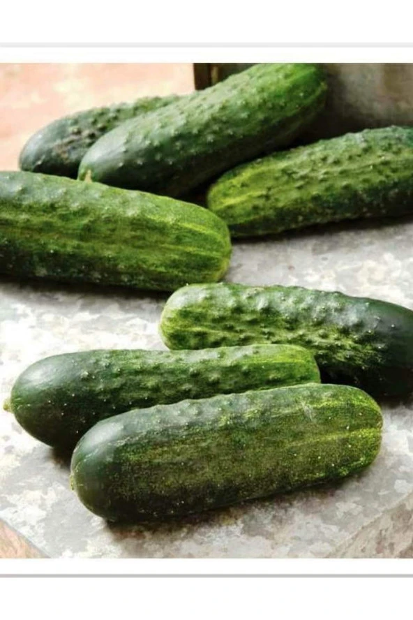 AGRODAL TARIM Yüksek Verimli Hibrit Turşuluk Hıyar Kornişon Tohumu Can F1 100 Adet Tohum ürün görseli