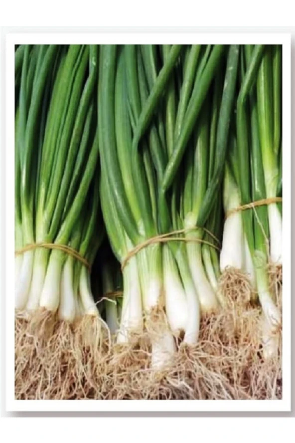 AGRODAL TARIM Ata Tohumu Yerli Doğal Taze Yeşil Soğan Bostan Tohumu 1000 Adet Tohum ürün görseli