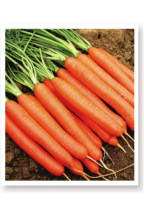 AGRODAL TARIM Ata Tohumu Yerli Havuç Tohumu 1000 Adet Doğal Tohum ürün görseli