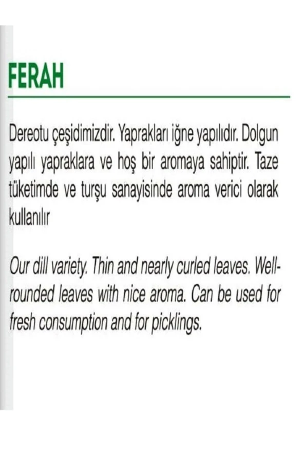 AGRODAL TARIM Ata Tohumu Yerli Mis Kokulu Dereotu Ferah 1000 Adet Doğal Tohum - Resim 2