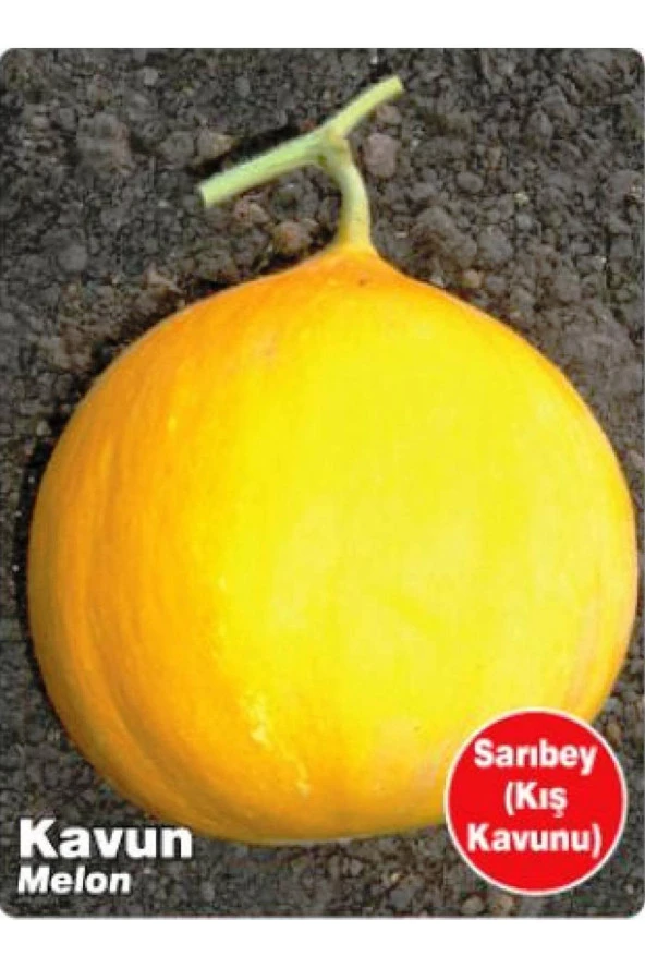 AGRODAL TARIM Ata Tohumu Yerli Doğal Kışlık Kavun Sarıbey 100 Adet Tohum ürün görseli