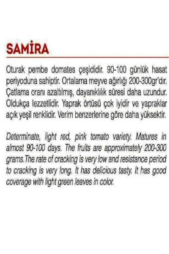 AGRODAL TARIM Ata Tohumu Yerli Doğal Oturak Pembe Domates Samira 1000 Adet Tohum - Resim 2