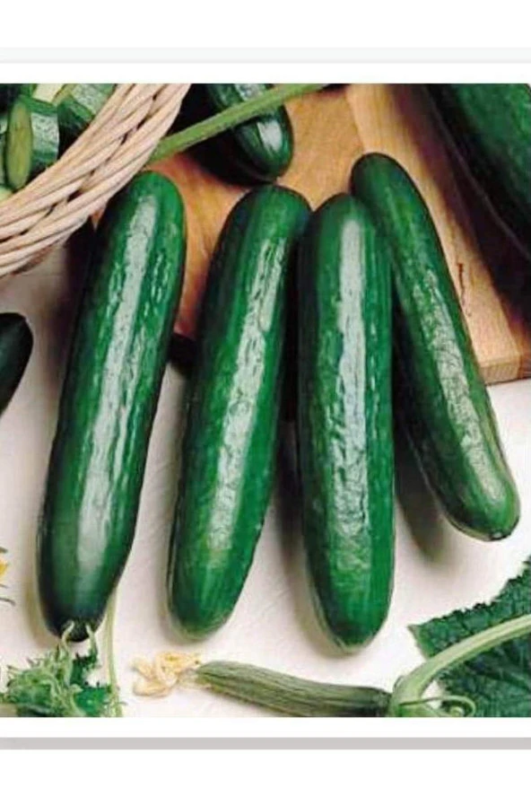 AGRODAL TARIM Yüksek Verimli Hibrit Hıyar Oturak Salatalık Tohumu Beıth Alpha-f1 30 Adet Tohum ürün görseli