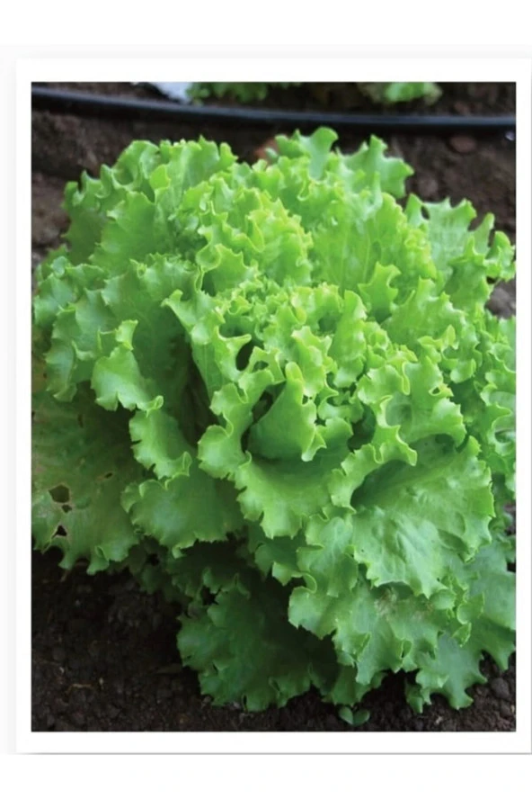 AGRODAL TARIM Ata Tohumu Yerli Doğal Kıvırcık Marul Arapsaçı 1000 Adet Tohum ürün görseli