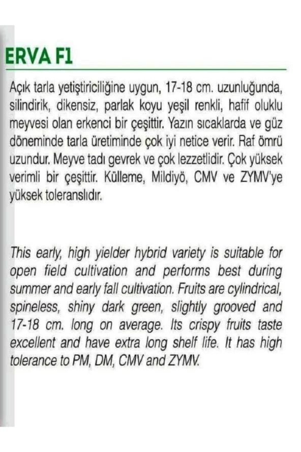 AGRODAL TARIM Yüksek Verimli Hibrit Hıyar Oturak Salatalık Tohumu Erva-f1 30 Adet Tohum - Resim 2