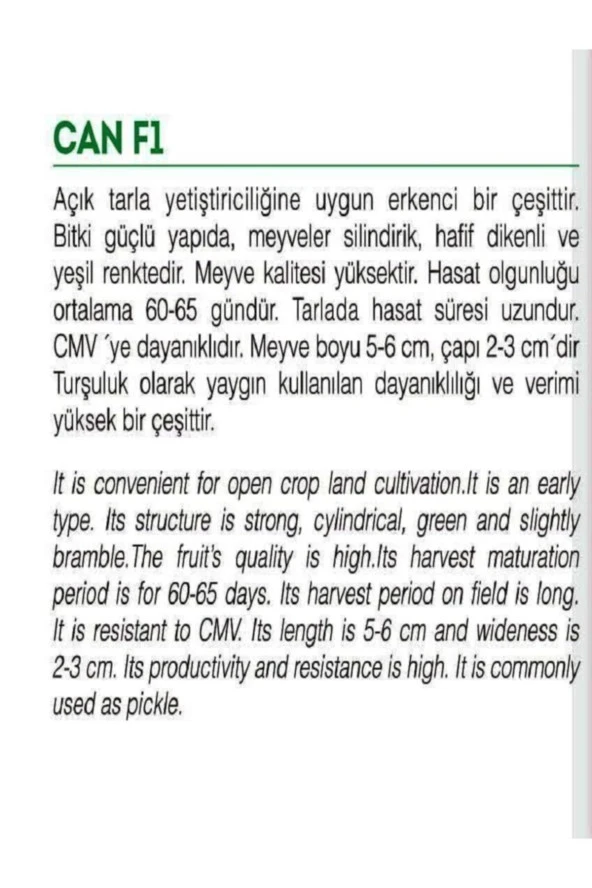 AGRODAL TARIM Yüksek Verimli Hibrit Turşuluk Hıyar Kornişon Tohumu Can F1 100 Adet Tohum - Resim 2