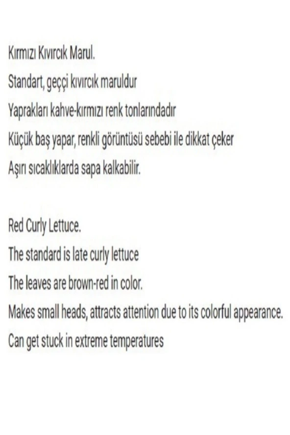 AGRODAL TARIM Ata Tohumu Yerli Doğal Salata Kırmızı Kıvırcık Marul 1000 Adet Sebze Tohumu - Resim 2