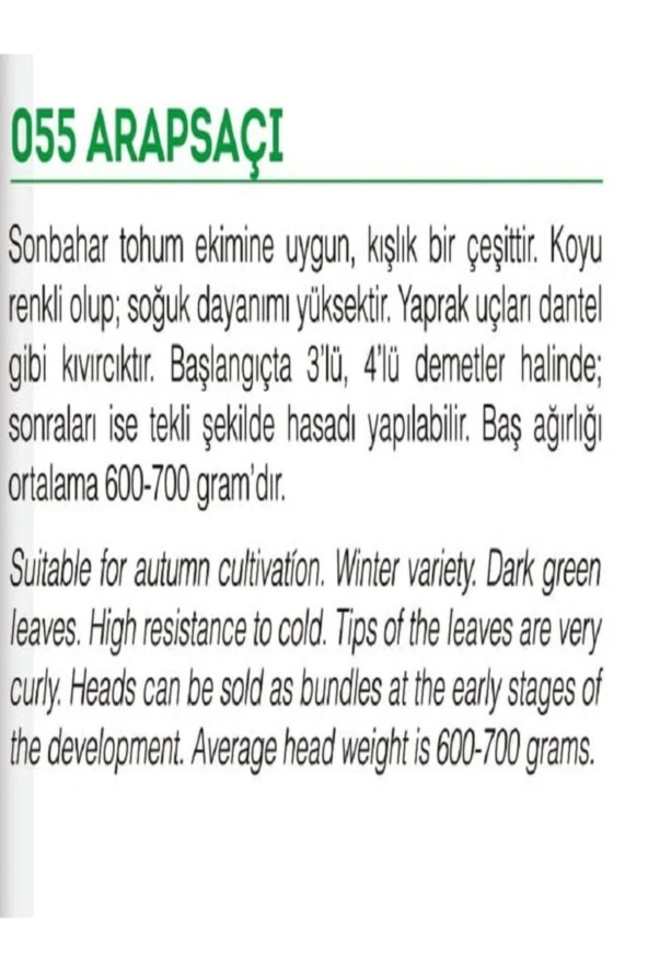 AGRODAL TARIM Ata Tohumu Yerli Doğal Kıvırcık Marul Arapsaçı 1000 Adet Tohum - Resim 2
