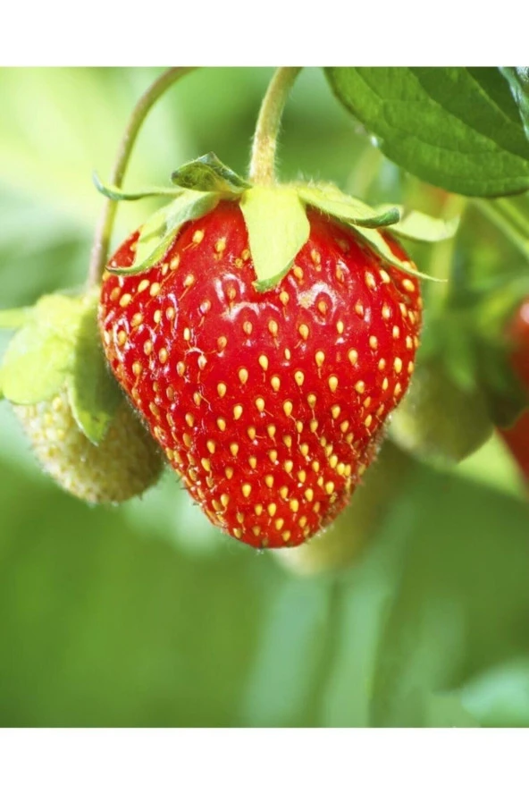 AGRODAL TARIM Yerli Çilek Yediveren Tohum 0,1 gr - Resim 7