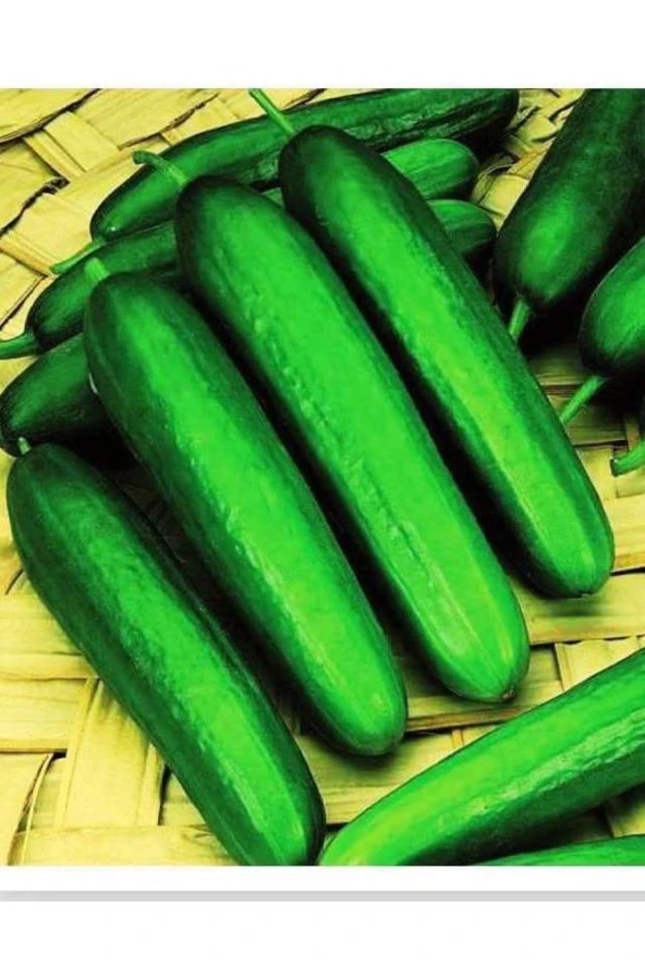 AGRODAL TARIM Yüksek Verimli Hibrit Hıyar Oturak Salatalık Tohumu Erva-f1 30 Adet Tohum ürün görseli