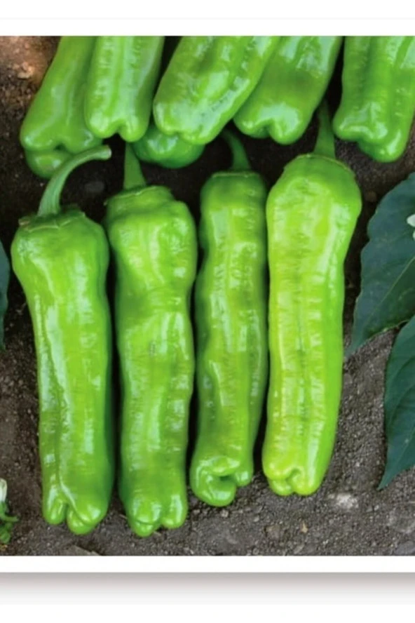 AGRODAL TARIM Ata Tohumu Yerli Doğal Tatlı Üçburun Yeşil Biber Mazamort 1000 Adet Tohum ürün görseli