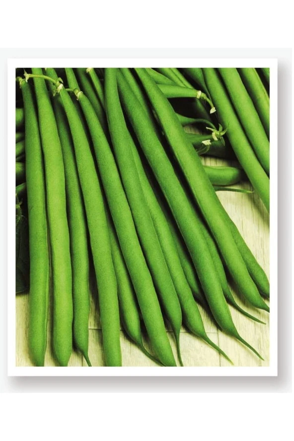 AGRODAL TARIM Ata Tohumu Yerli Oturak Taze Yeşil Fasulye 50 Adet Doğal Tohum ürün görseli