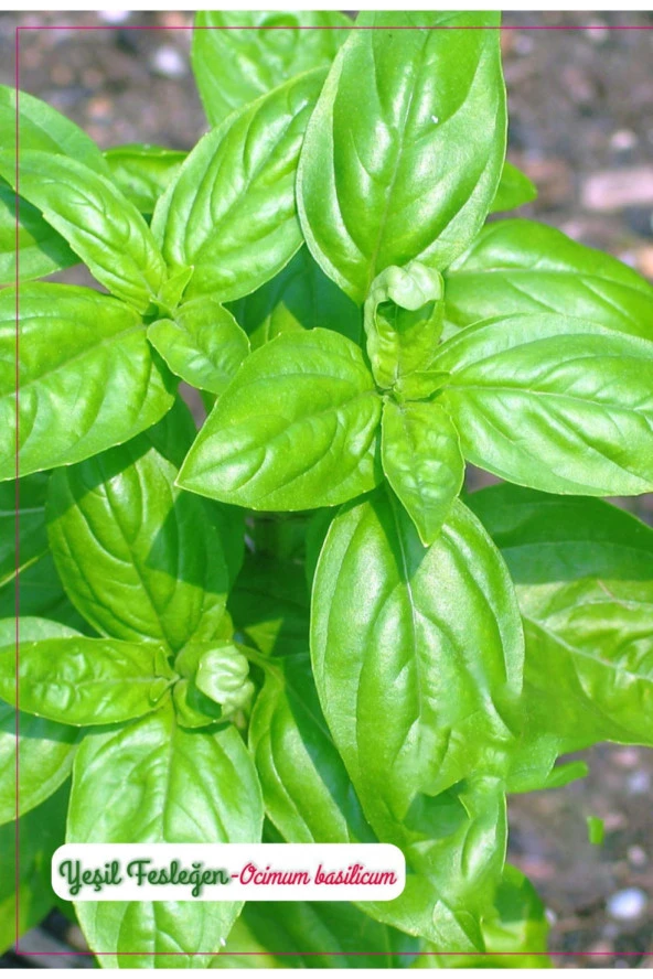 AGRODAL TARIM Yeşil Fesleğen (Geniş Yaprak) Çiçeği 1000 Adet Tohum ürün görseli