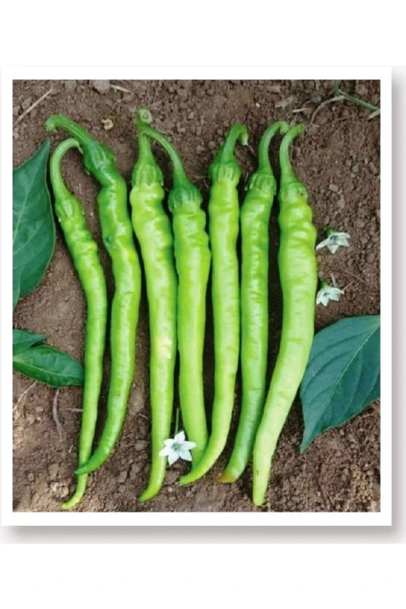 AGRODAL TARIM Ata Tohumu Doğal Tatlı Sivri Çetinel Biber 1000 Adet Yerli Tohum ürün görseli