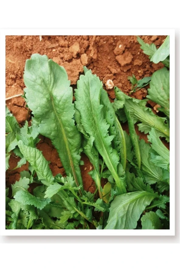 AGRODAL TARIM Ata Tohumu Yerli Doğal Yeşillik Geniş Yaprak Enli Tere 1000 Adet Sebze Tohumu ürün görseli
