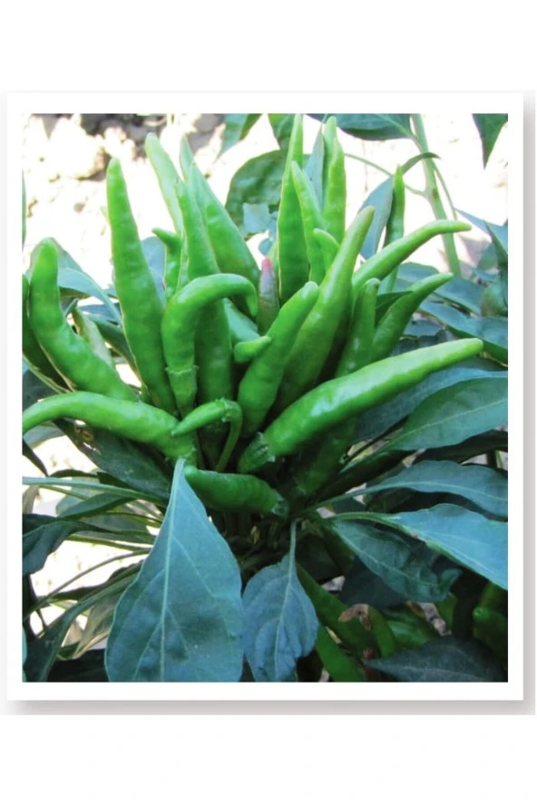 AGRODAL TARIM Ata Tohumu Yerli Doğal Turşuluk Acı Süs Biberi 1000 Adet Tohum ürün görseli