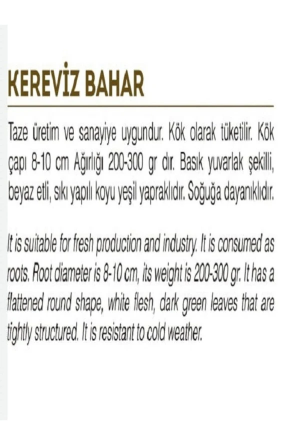 AGRODAL TARIM Ata Tohumu Yerli Doğal Kök Kereviz Tohumu 2000 Adet Tohum - Resim 2