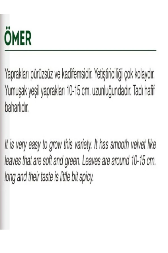 AGRODAL TARIM Ata Tohumu Yerli Doğal Yeşillik Geniş Yaprak Enli Tere 1000 Adet Sebze Tohumu - Resim 2