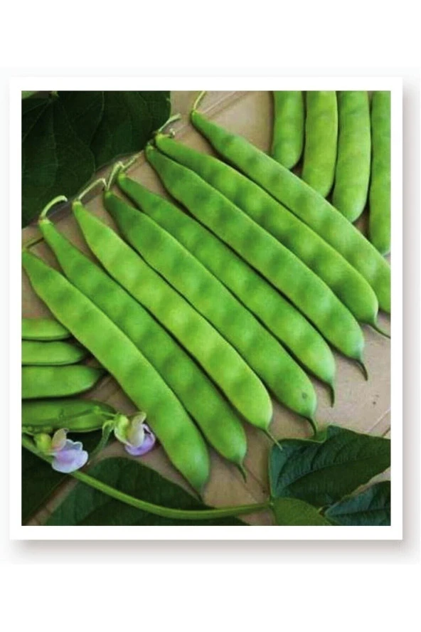 AGRODAL TARIM Ata Tohumu Yerli Oturak 40 Günlük Taze Yeşil Fasulye Sarıkız 50 Adet Doğal Tohum - Resim 2