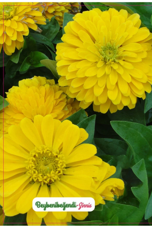 AGRODAL TARIM Beybenibeğendi Çiçeği Tohumu ürün görseli