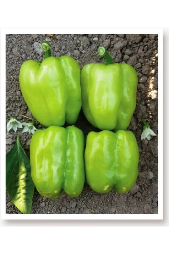 AGRODAL TARIM Ata Tohumu Doğal Tatlı Kandil Dolma Biberi Dolmalık Biber 1000 Adet Yerli Tohum ürün görseli