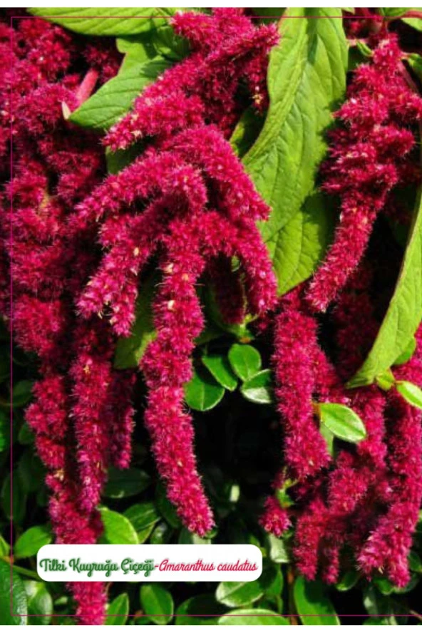 AGRODAL TARIM Tilki Kuyruğu Çiçeği Tohumu ürün görseli