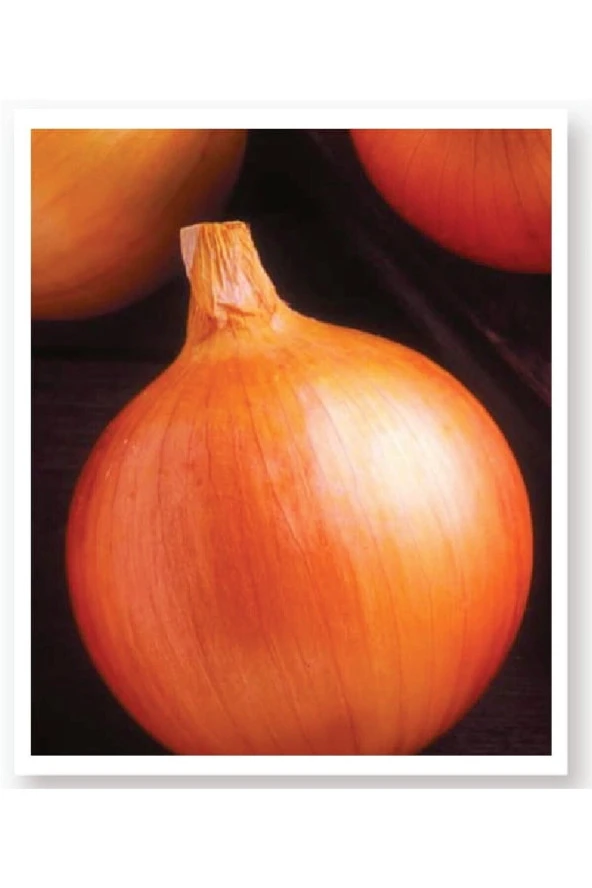 AGRODAL TARIM Ata Tohumu Yerli Doğal Sarı Baş Soğan Akyol 1000 Adet Tohum ürün görseli