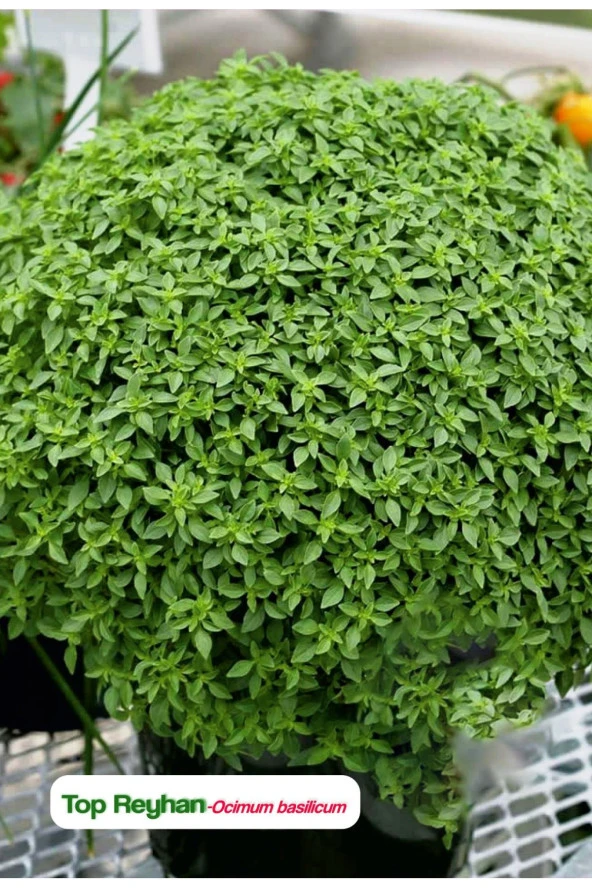 AGRODAL TARIM Top Reyhan/top Fesleğen Çiçeği 100 Adet Tohum - Resim 2