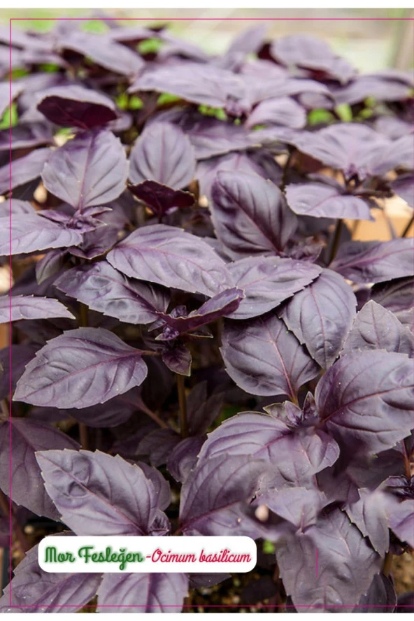 AGRODAL TARIM Yerli Doğal Mis Kokulu Mor Reyhan Çiçeği Tohumu ürün görseli