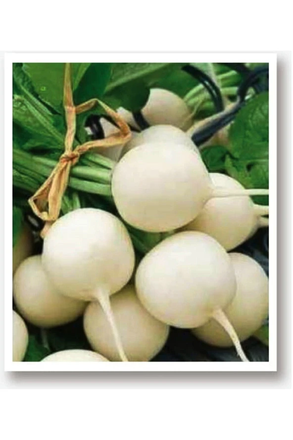 AGRODAL TARIM Ata Tohumu Yerli Doğal Turp Beyaz Inci 500 Adet Tohum ürün görseli