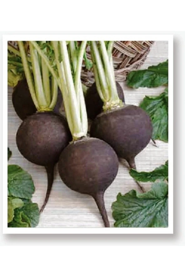 AGRODAL TARIM Ata Tohumu Yerli Doğal Siyah Turp Tohumu 500 Adet Tohum ürün görseli