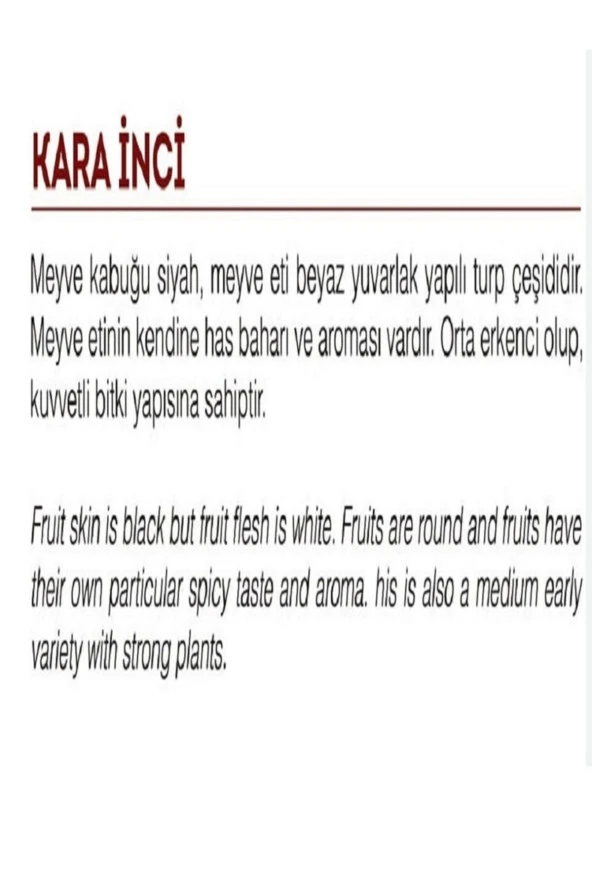 AGRODAL TARIM Ata Tohumu Yerli Doğal Siyah Turp Tohumu 500 Adet Tohum - Resim 2