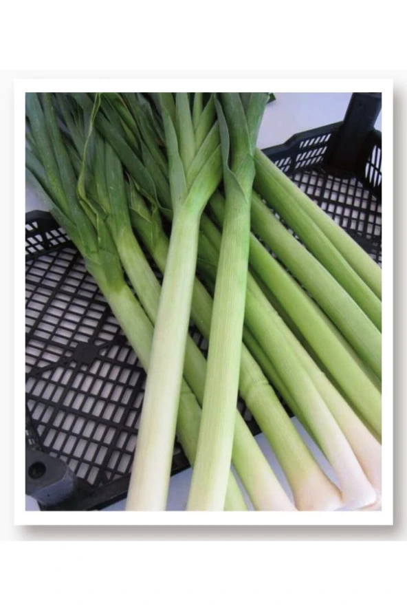 AGRODAL TARIM Ata Tohumu Yerli Doğal Pırasa Inegöl 1000 Adet Tohum ürün görseli