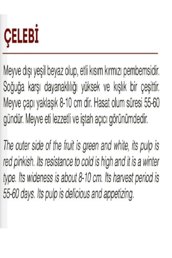 AGRODAL TARIM Ata Tohumu Yerli Doğal Beyaz-kırmızı Turp Çelebi 500 Adet Tohum - Resim 2