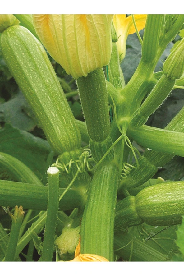 AGRODAL TARIM Yüksek Verimli Hybrit Dolma Kabak Tohumu 10 Adet Tohum