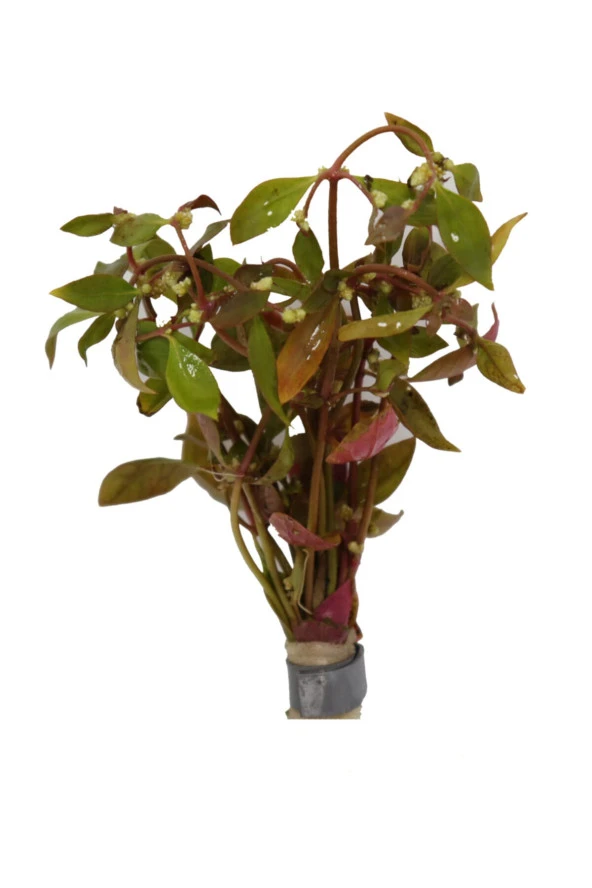 Yeşil, Pembe Tonlarında Akvaryum Canlı Dekor Bitkisi (alternanthera Lilacina) - 2