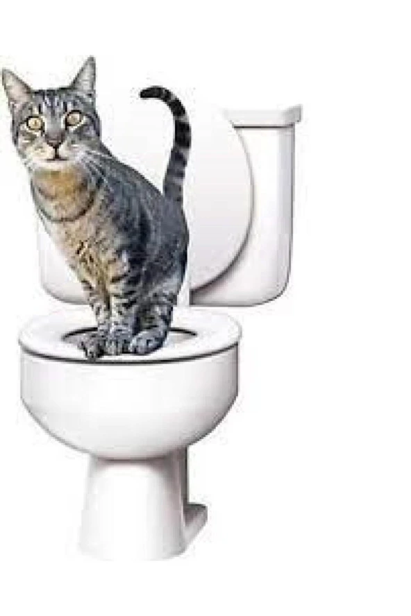 Kedi Tuvaleti - 3