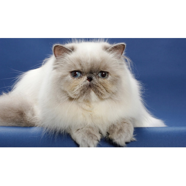 Royal Canin Adult Persian Yetişkin Kedi Maması 2 Kg - 2