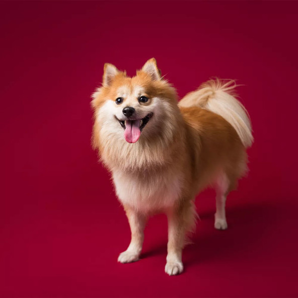 Gdx Sabit (Tavan & Duvar) Kağıt Sonsuz Stüdyo Fon Perde (Crimson) 2.70x11 Metre - 2