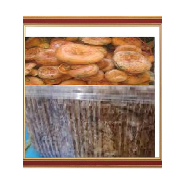 Kanlıca Mantarı Çintar Çam Melki Mantarı Deneme Kiti ürün görseli 1