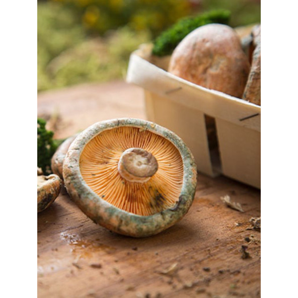 Kanlıca Mantarı Çintar Çam Melki Mantarı Deneme Kiti - Resim 2